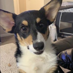 Meet your Posher, Chelsie